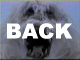 back.JPG (6966 bytes)