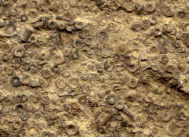 crinoidal limestone.JPG (121661 bytes)