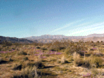 desert wildflowers