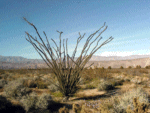 ocotillo