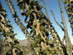 ocotillo - closeup