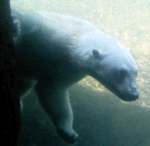 Polar bear