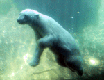 Another polar bear