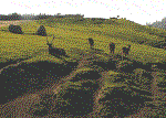 A hill