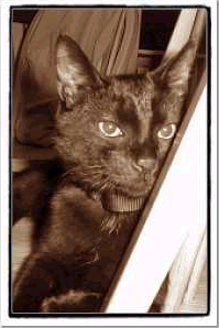 Click here to visit Pet Central