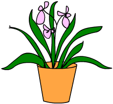 orchid/flower