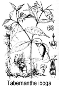 Ilustrao, tabernanthe iboga