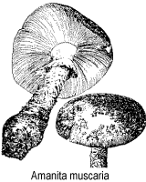 Ilustrao, amanita muscaria