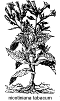 Ilustrao, nicotiniana tabacum
