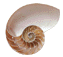 seashell