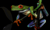 the Ninja Frog