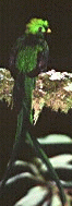 [Quetzal]