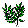 pinnate leaves (2kb)