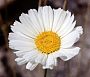 white flower photo (3kb)