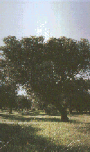 Romans depended heavily on the olive tree