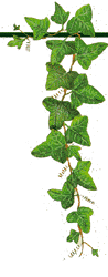 right_leaf