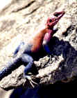 2001agama.JPG (300742 bytes)