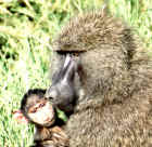 Parenting in Africa