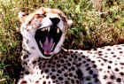 2001cheetah1.JPG (503104 bytes)