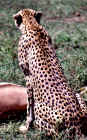 2001cheetah2.JPG (492340 bytes)