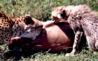 2001cheetah.JPG (481340 bytes)