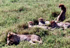 2001cheetahs.JPG (668166 bytes)