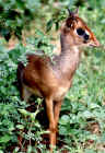 2001dikdik.JPG (280966 bytes)