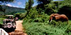 2001elephant.JPG (337045 bytes)