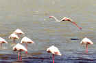 2001flamingo.JPG (275658 bytes)