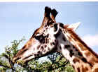 2001giraffe.JPG (327242 bytes)