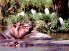 2001hippo3.JPG (527769 bytes)