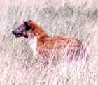 2001hyena.JPG (408977 bytes)