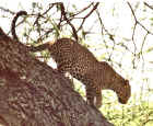 Going out for dinner in the Serengeti