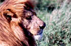2001lion2.JPG (328411 bytes)