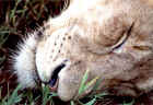 2001lion4.JPG (259693 bytes)