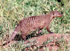 2001mongoose.JPG (479602 bytes)