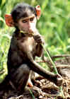 2001monkey.JPG (328081 bytes)