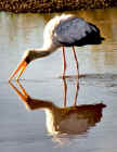 Early morning reflections