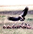 2001vulture2.JPG (529822 bytes)