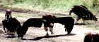 2001vulture.JPG (422908 bytes)