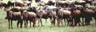 2001wildebeest.JPG (382041 bytes)