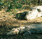 At Santa Lucia Estuary