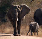 Matriarch and her New Born