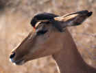 Impala Cleaning