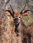 Young Kudu