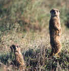 Who's Timon?