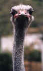 Who are you Lookin at?