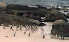African Penguins near Simonstown