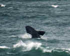 Southern Right Whale