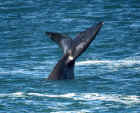 Flukes